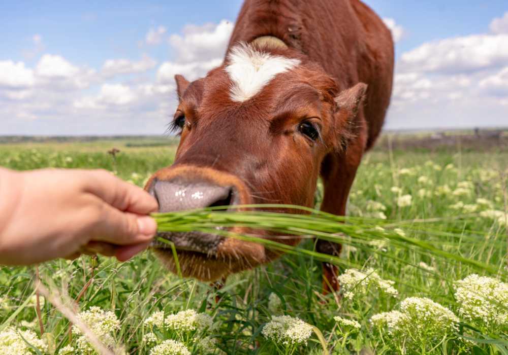 vaca comiendo